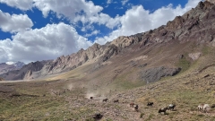 1-aconcagua-mules-carry-loads