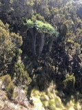 a-kilimanjaro-umbwe-19
