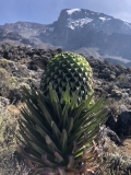 b-kilimanjaro-barranco-11