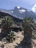 b-kilimanjaro-barranco-12
