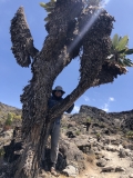 b-kilimanjaro-barranco-13