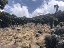b-kilimanjaro-barranco-24