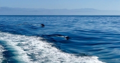 dolphines-santa-rosa-islands