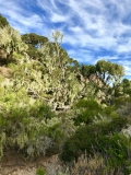 forest-lobo-canyon-santa-rosa-island