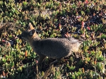 fox-santa-rosa-island