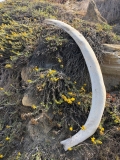 mamoth-tusk-santa-rosa-island