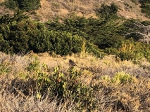 native-birds-santa-rosa-island