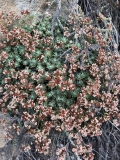 red-white-flowers-santa-rosa-island