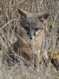 small-fox-santa-rosa-island.JPG