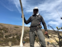 tall-mamoth-tusk-santa-rosa-island