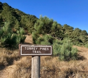 torrey-pines-santa-rosa-island