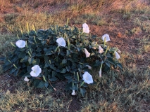 white-wild-flowers-santa-rosa-island
