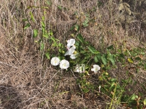 wild-flowers-santa-rosa-island