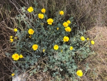 yellow-wild-flowers-santa-rosa-island